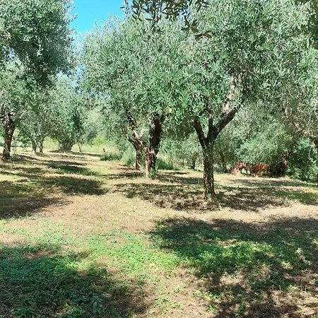 Fattoria Adriatica Апартаменты Сант-Эльпидио-а-Маре