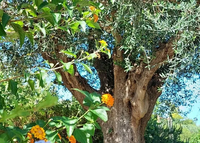 Fattoria Adriatica Porto SantʼElpidio
