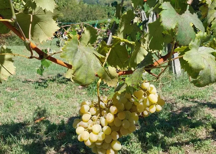 Fattoria Adriatica 公寓